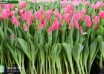 Tulipa Sandor ® (1)